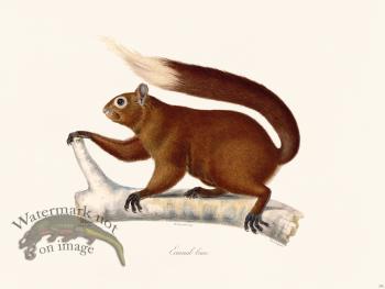 Cuvier 276 Brown Squirrel